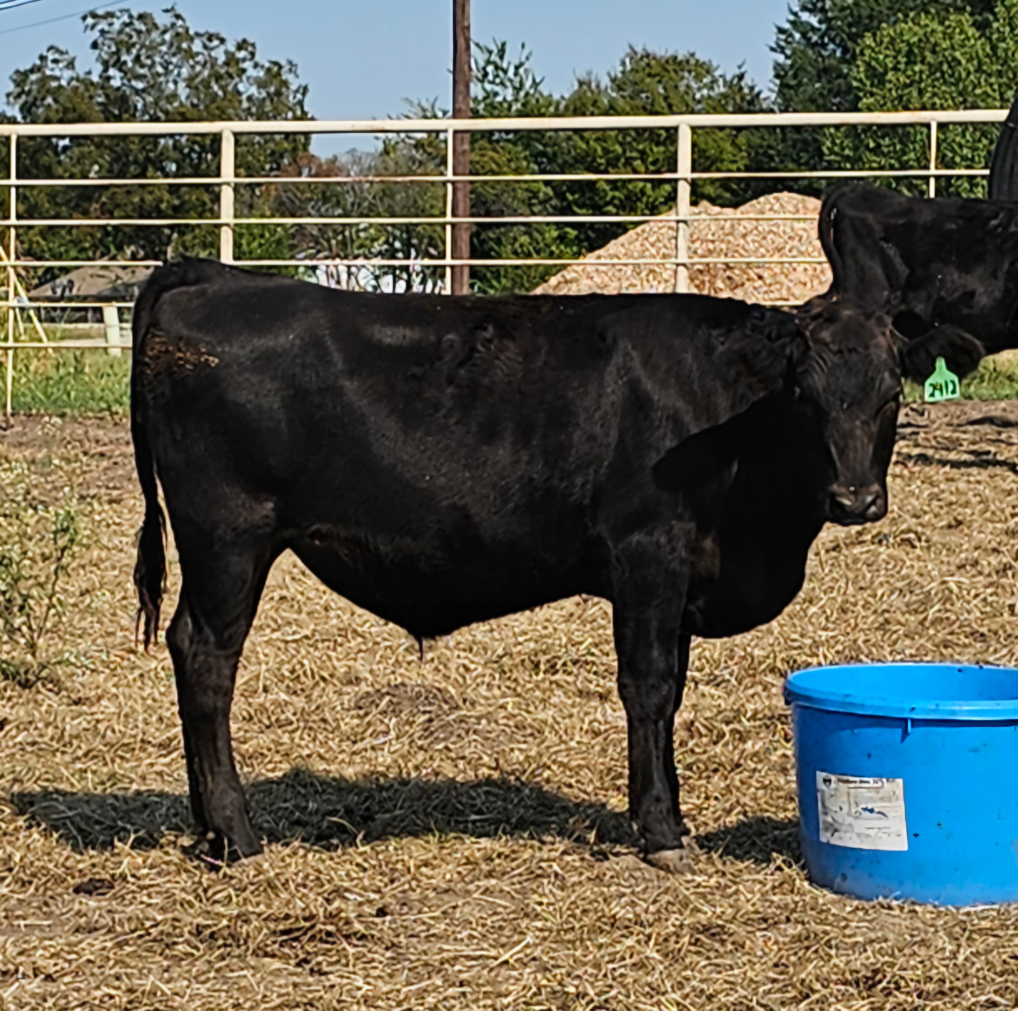 Wagyu steer