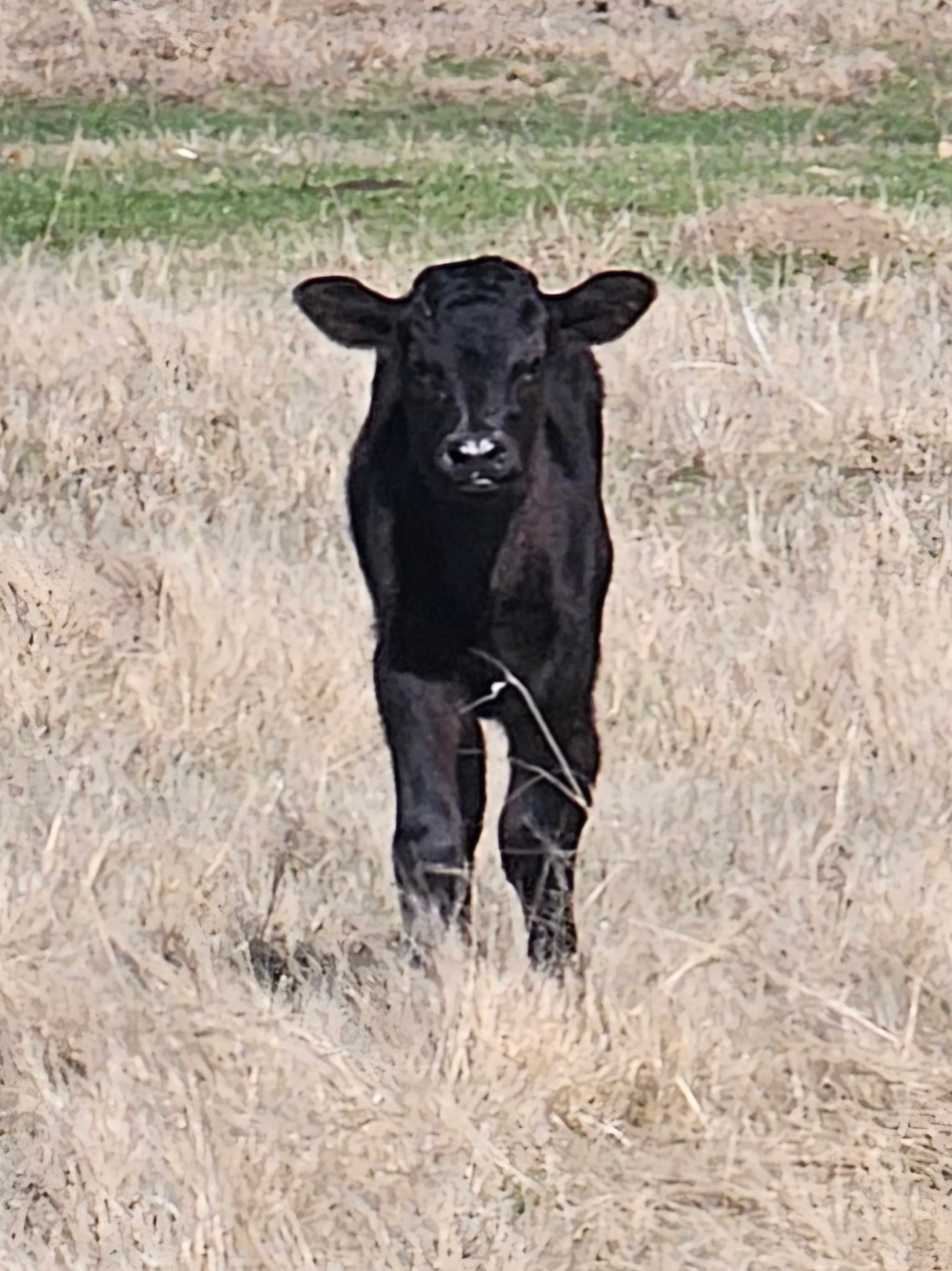2026 Wagyu calf at Rogue Land & Cattle
