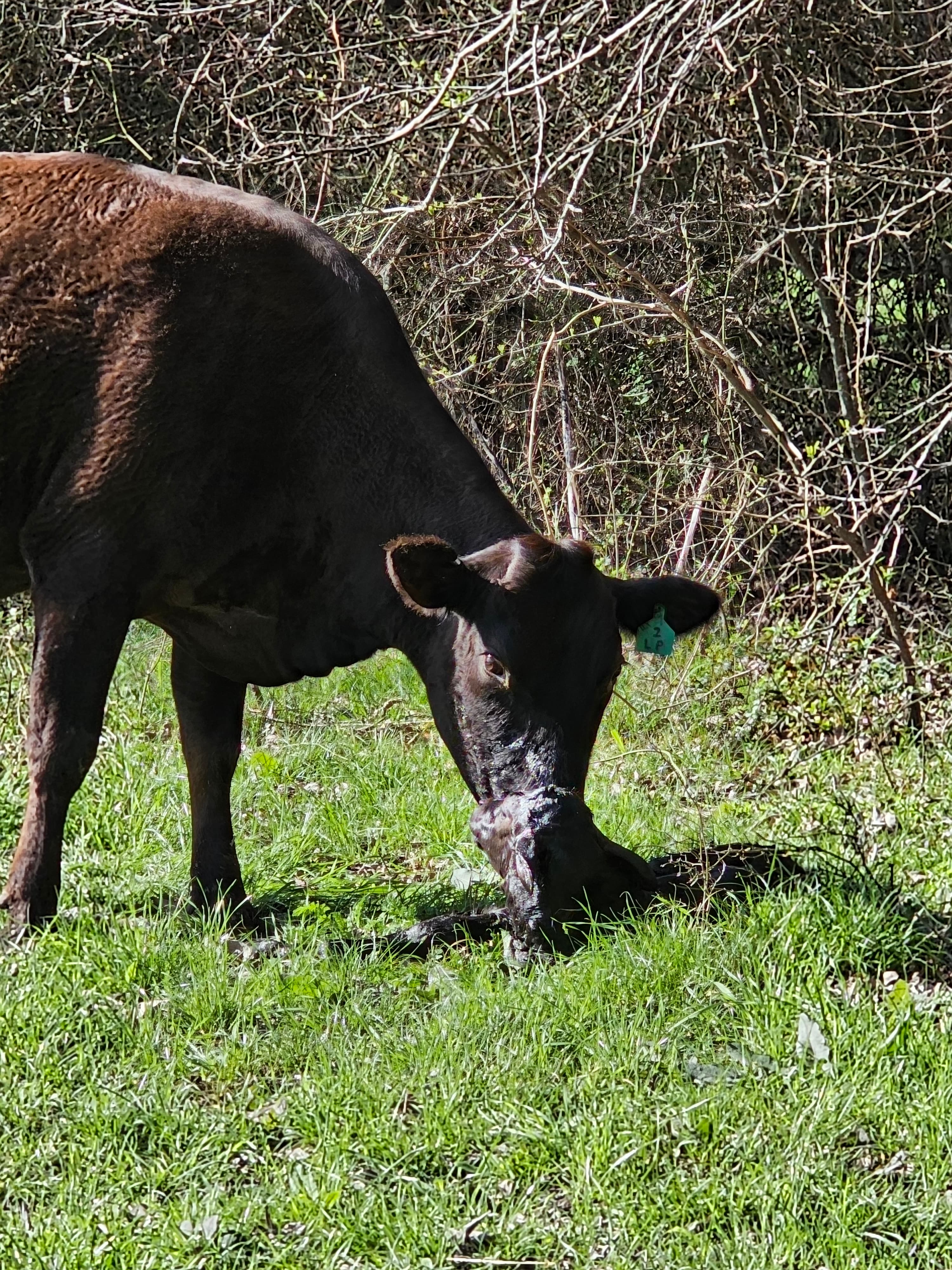2026 Wagyu calf at Rogue Land & Cattle