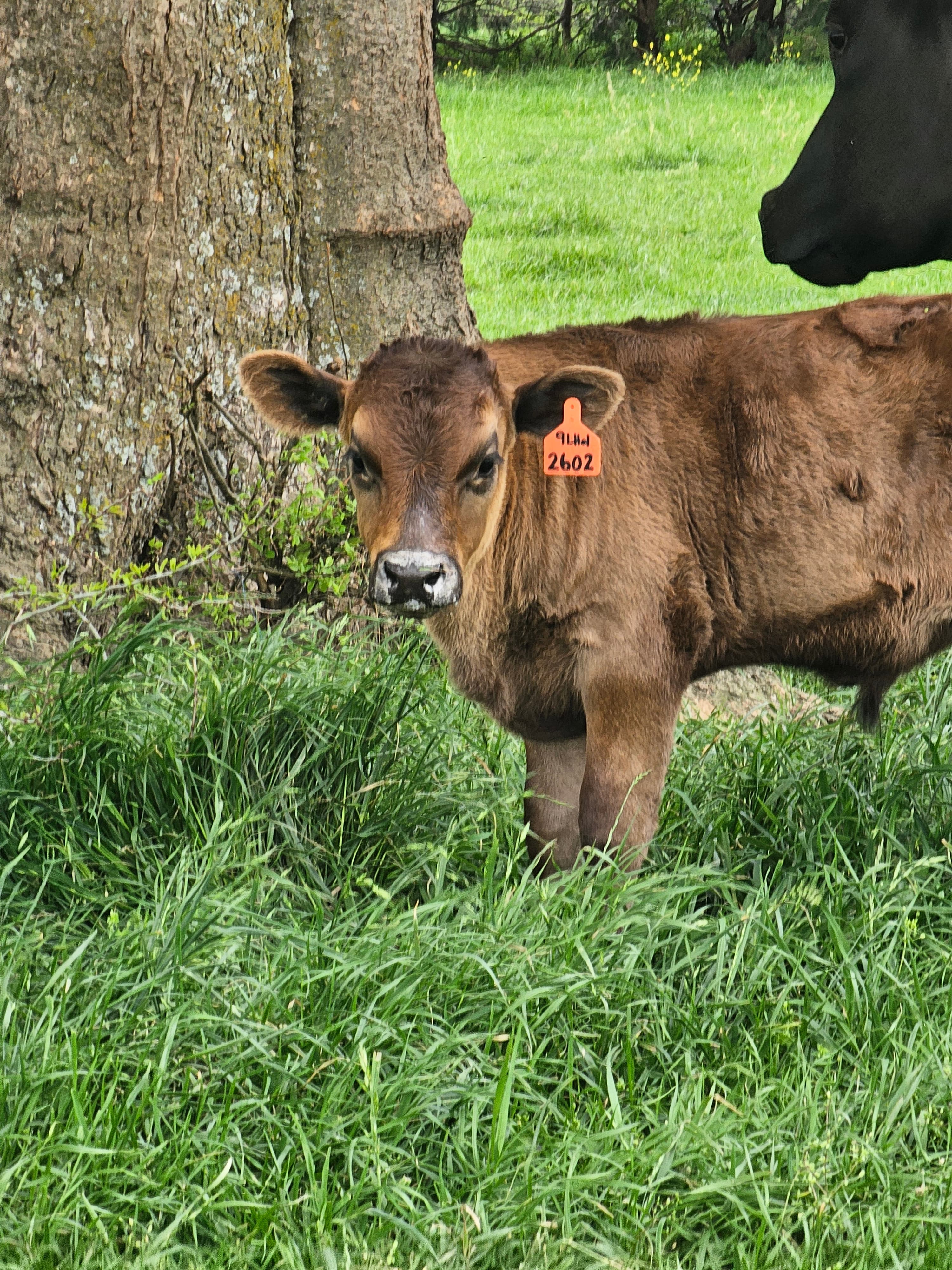 2026 Wagyu calf at Rogue Land & Cattle