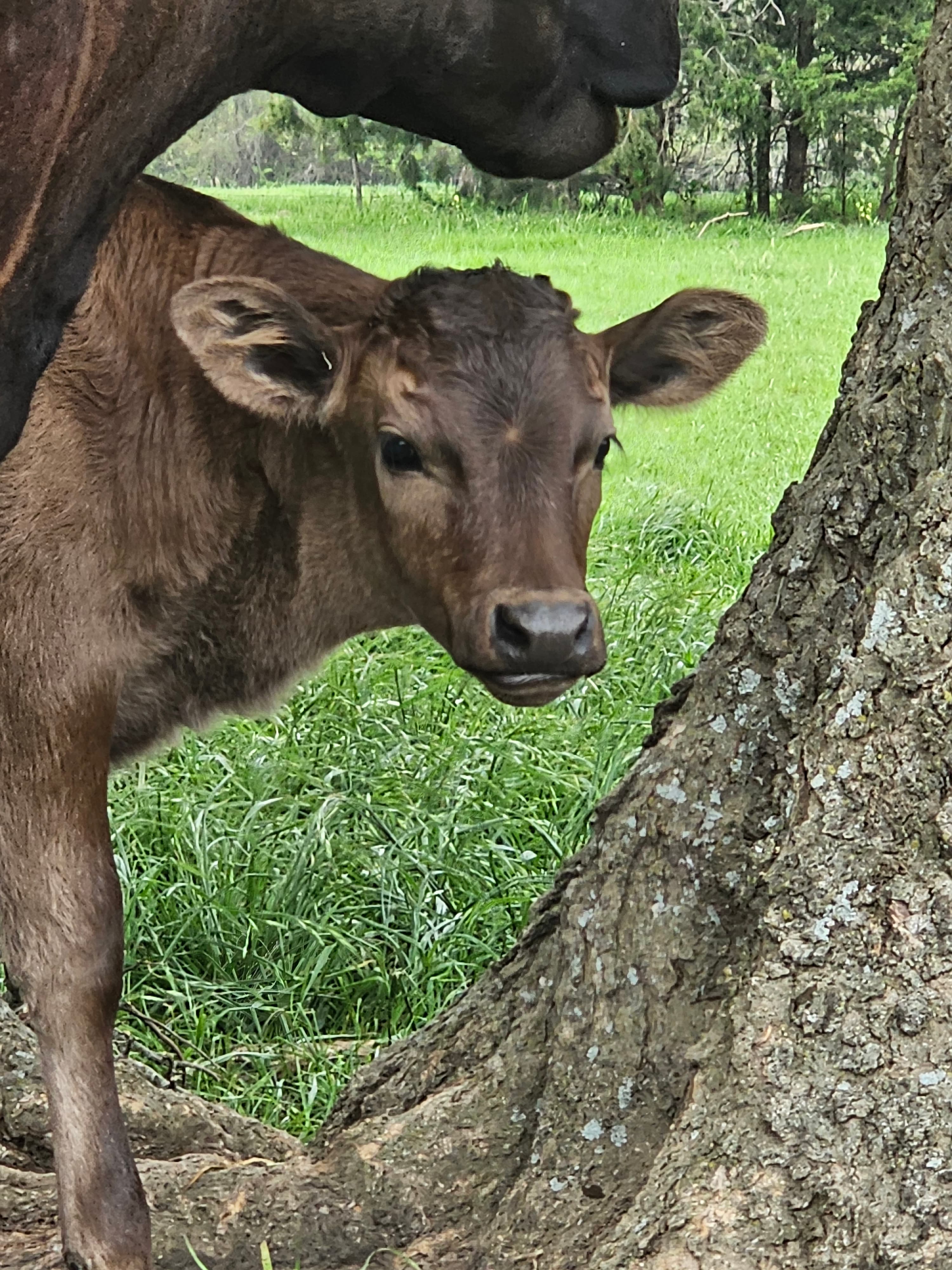 2026 Wagyu calf at Rogue Land & Cattle