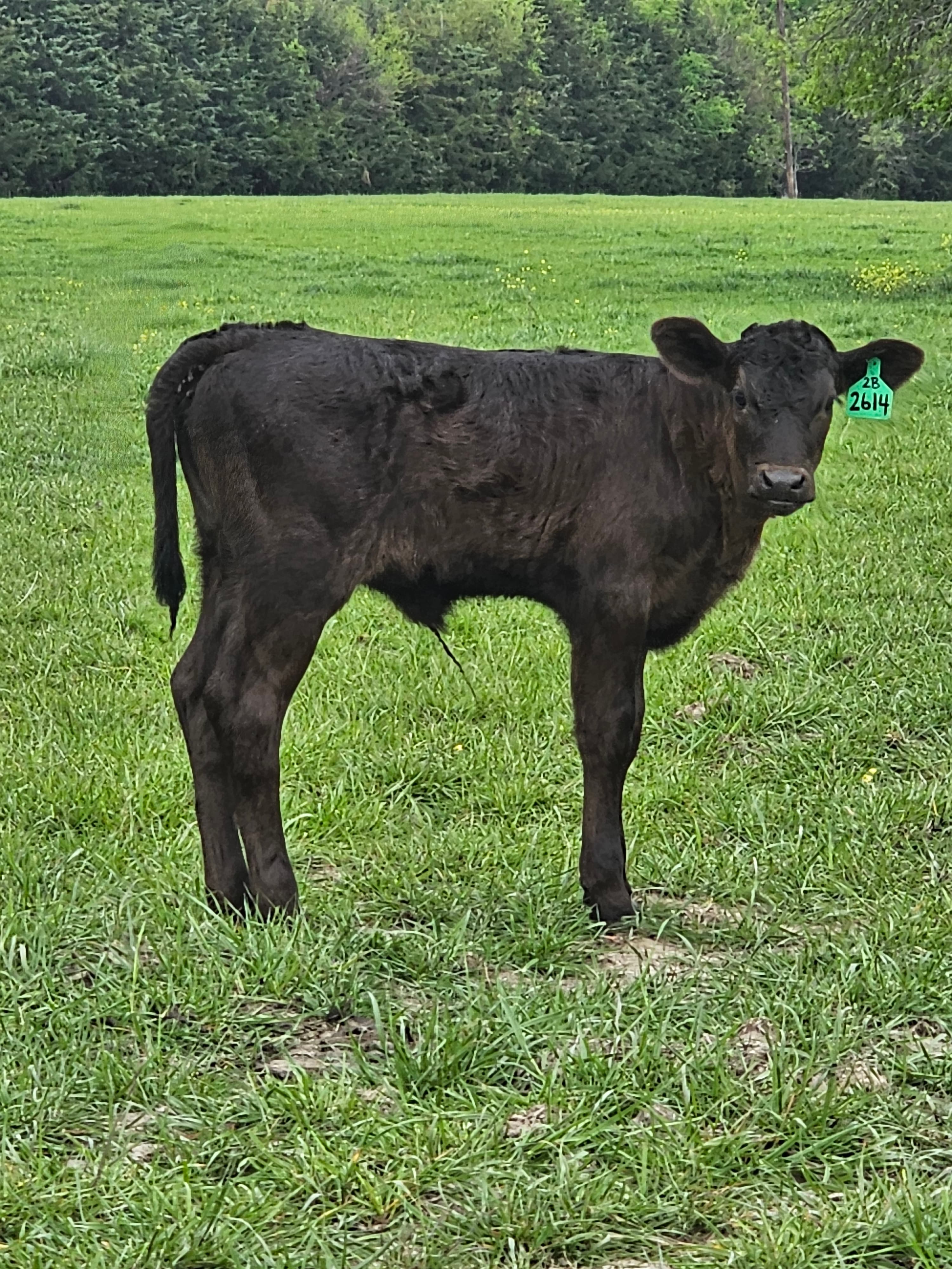 2026 Wagyu calf at Rogue Land & Cattle