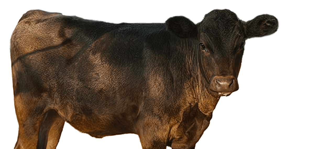 Wagyu calf