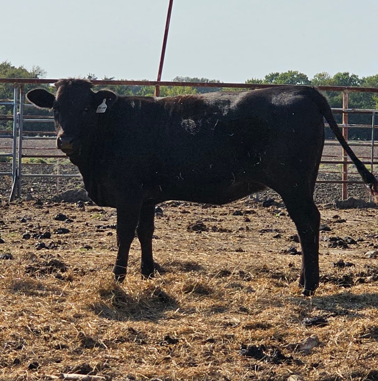 Wagyu heifer at Rogue Land and Cattle