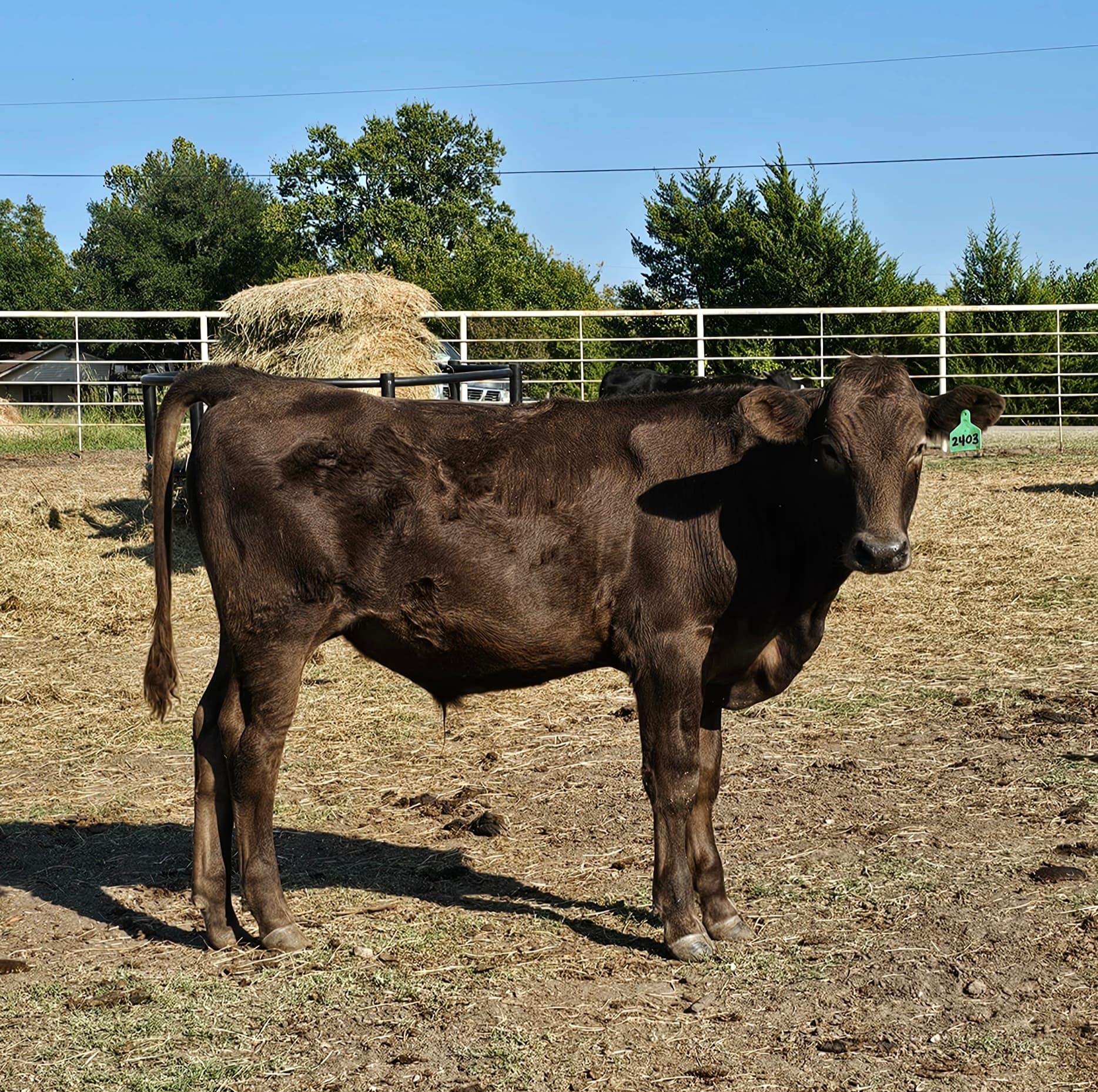 Wagyu steer on pasture at Rogue Land and Cattle