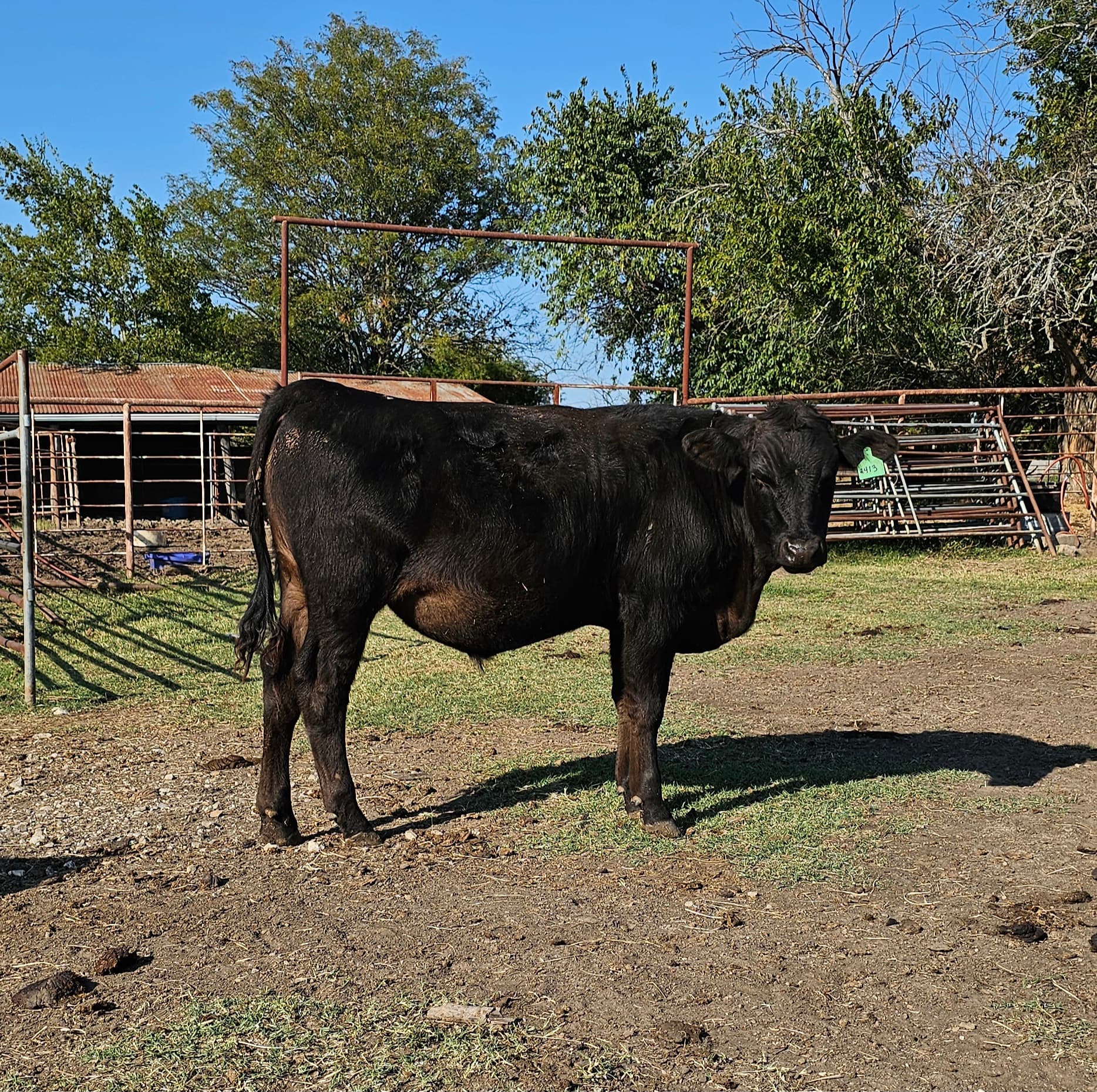 Wagyu steer at Rogue Land and Cattle ranch