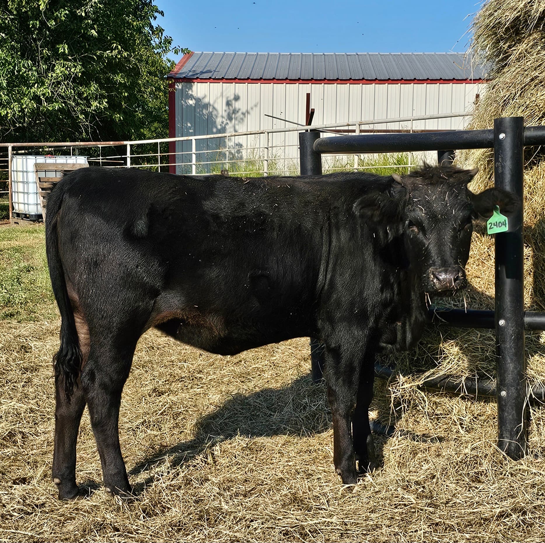Wagyu heifer F2
