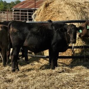 F2 Wagyu steer for sale in Wolfe City, Texas.