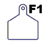 White cow id tag for f1 wagyu cattle.