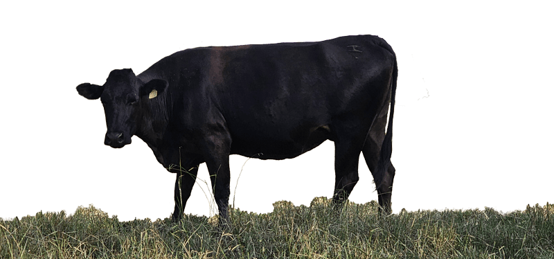 Wagyu cow standing in grass pasture.