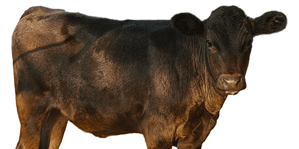 Black wagyu beef calf heifer 2024