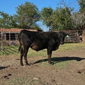 F2 Wagyu steer for sale in Wolfe City, Texas.
