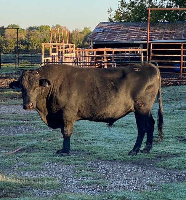 japanese-black-wagyu-bull - Wagyu Cattle in Texas | Wagyu Cattle For Sale