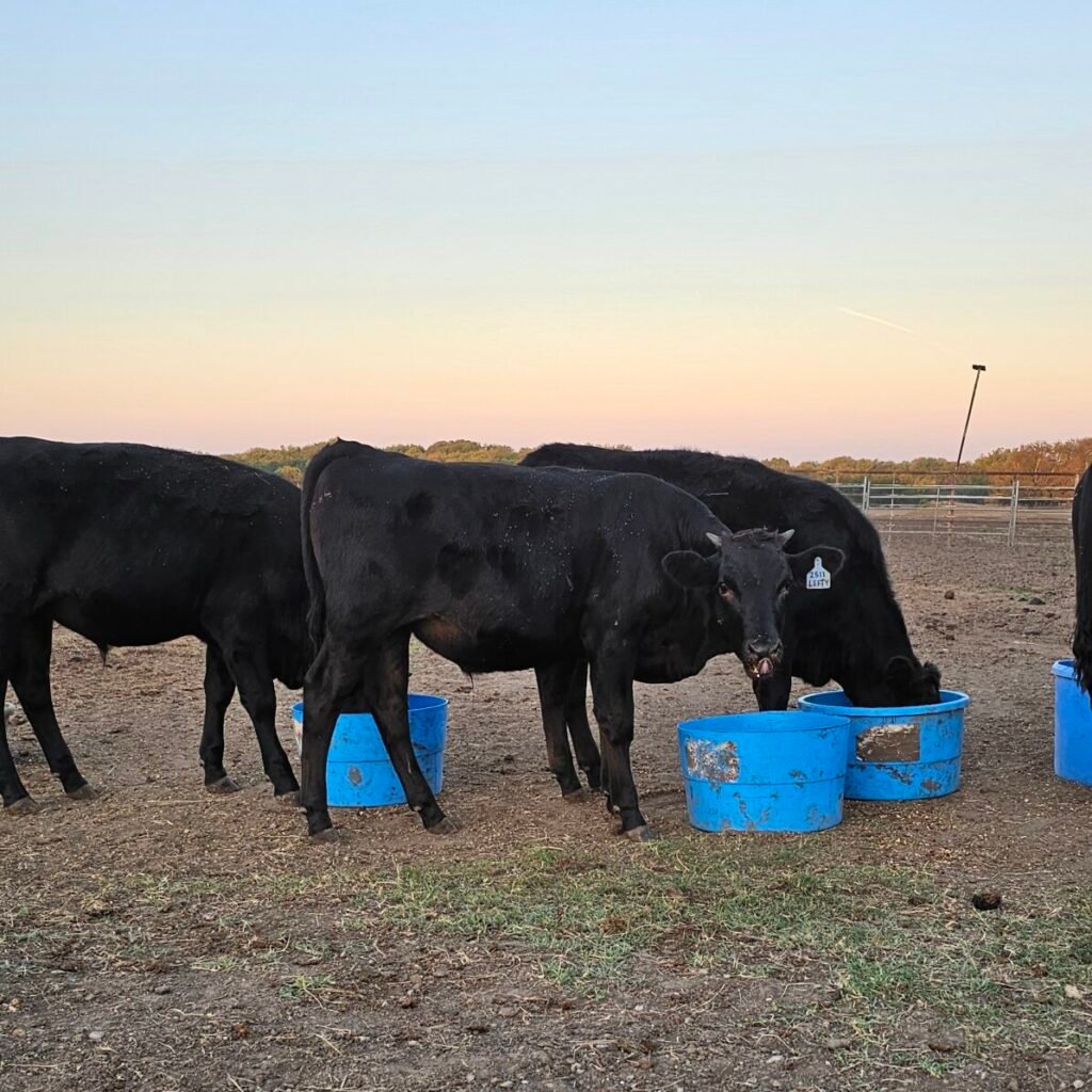 Wagyu Steer for sale