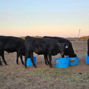 Wagyu Steer for sale