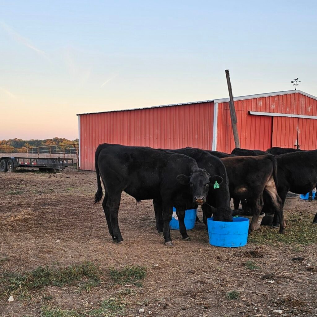 Black Wagyu Steer for sale